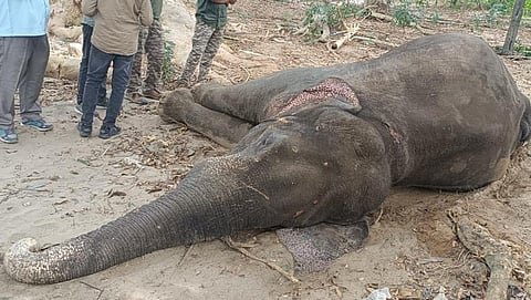 கோவை அருகே படுகாயமடைந்த யானை சிகிச்சை பலனின்றி உயிரிழப்பு