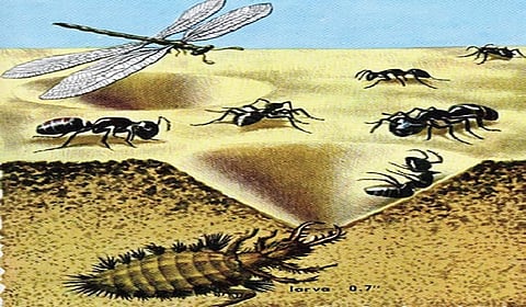 குள்ளாம்பூச்சி கற்றுத் தரும் அறிவியல் | இயற்கையில் அறிவியல்