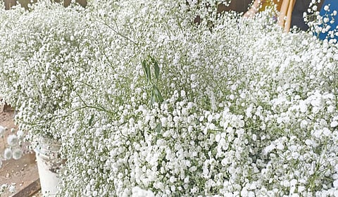 ஓசூர் அருகே பாகலூரில் அறுவடை செய்யப்பட்ட ஜிப்சோபிலா மலர் வெளிமாநிலங்களுக்கு அனுப்ப தயார் செய்து வைக்கப்பட்டுள்ளது.