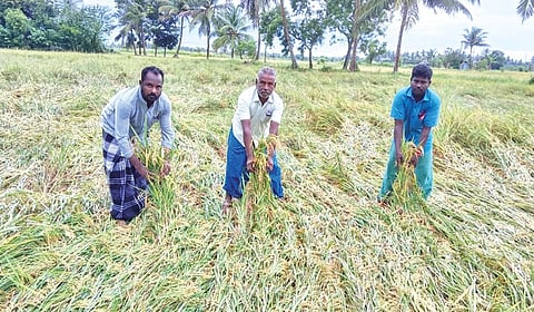 தஞ்சாவூர் மாவட்டம் அம்மாபேட்டை அருகேயுள்ள புத்தூரில் வயலில் தேங்கியுள்ள மழைநீரில் சாய்ந்துள்ள குறுவை நெற்பயிர்கள்.