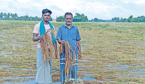 தஞ்சாவூர் அருகே தலையாமங்கலம் பகுதியில் அறுவடைக்குத் தயாராக இருந்த நிலையில் மழைநீரில் மூழ்கியுள்ள நெற்பயிர்கள்.