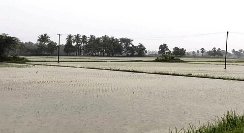 டெல்டாவில் கனமழையால் நெற்பயிர்கள் பெரும் சேதம்: ஆட்சியர்களுடன் முதல்வர் ஆலோசனை