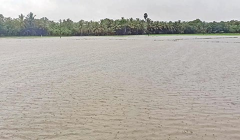 மயிலாடுதுறை அருகே கஞ்சாநகரம் பகுதியில் சம்பா நடவு செய்யப்பட்ட நெல் வயலில் ஏரிபோல தேங்கியிருக்கும் மழைநீர்.