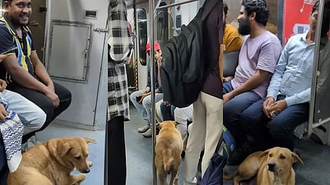 தீபாவளி பட்டாசு சத்தம், புகையால் தொந்தரவு மெட்ரோ ரயிலில் நாய் தஞ்சம்