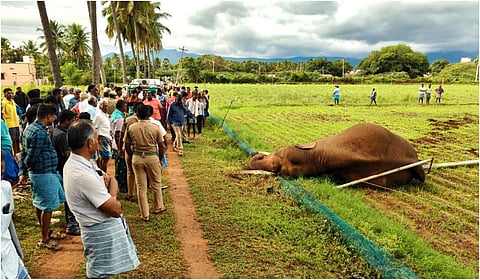 கோவை அருகே மின்கம்பத்தை சாய்த்த யானை உயிரிழப்பு