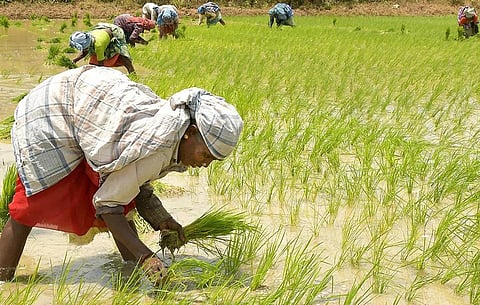 முழு அளவில் பயிர்க் காப்பீடு செய்ய விவசாயிகளிடம் வலியுறுத்த வேண்டும்: அதிகாரிகளுக்கு அமைச்சர் அறிவுறுத்தல் 