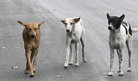 நாய்கள் விரட்டி கடித்ததில் கீழே விழுந்த மூதாட்டியின் இடுப்பெலும்பு முறிந்தது
