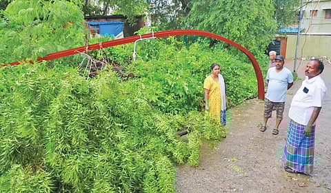 குமரி மாவட்டத்தில் சூறைக்காற்றுடன் பெய்த கனமழையால் நேற்று வடசேரி ஓட்டுப்புரத்தெருவில் வேப்பமரம் முறிந்து மின்கம்பத்தில் விழுந்தது.