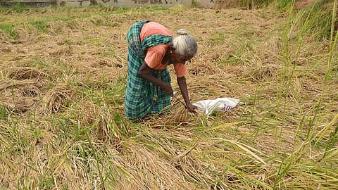 நெல்லை மாவட்டத்தில் தொடர் மழையால் 51 ஹெக்டேர் நெற்பயிர்கள் சேதம்