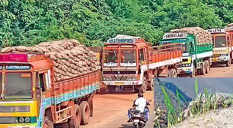 கும்பகோணத்தில் லாரிகளிலேயே முளைத்த நெல்மணிகள்!