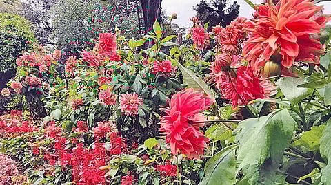 குன்னூர் சிம்ஸ் பூங்காவில் பூத்துக் குலுங்கும் மலர்கள்!