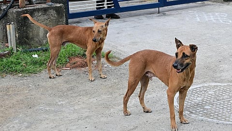 தெருநாய்கள் வழக்கில் தமிழகம் உள்ளிட்ட மாநில தலைமைச் செயலர்கள் நவ.3-ல் ஆஜராக வேண்டும்: உச்ச நீதிமன்றம் உத்தரவு