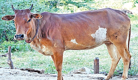 கிடேரிக் கன்று வளர்ப்பில் கலக்கலாம் | பண்ணைத் தொழில்