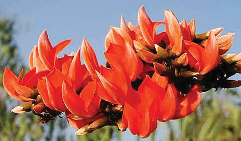 மகிழ்ச்சி தரும் காட்டுத்தீ! | ஆயிரம் மலர்களே மலருங்கள் 12