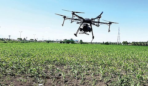 பழநி அருகே கணக்கன்பட்டியில் மக்காச்சோள பயிர்களில்   ‘ட்ரோன்’ மூலம் மருந்து தெளிக்கும் பணி.