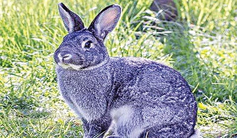 இதய நோயாளிகளுக்கும் இதமான முயல் இறைச்சி