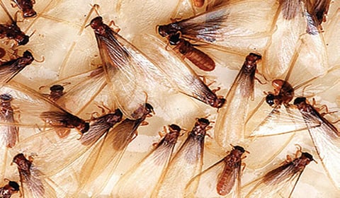 ஈசலின் ஆயுள் ஒரு நாளா? | டிங்குவிடம் கேளுங்கள்