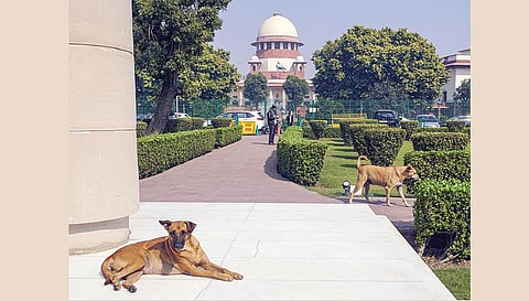 நாடு முழுவதும் பொது இடங்களில் திரியும் தெரு நாய்களை காப்பகங்களில் அடைக்க உச்ச நீதிமன்றம் உத்தரவு