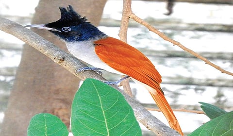 வேதிவால் குருவி