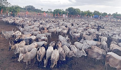 நவ.22-ல் பணகுடி அருகே நாதக சார்பில் மாடு மேய்க்கும் போராட்டம்