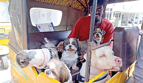 சென்னை மாநகராட்சி சார்பில்  வளர்ப்பு நாய் மற்றும் தெரு நாய்களுக்கு சிப் பொருத்தப்படுகிறது. இதற்காக ஐஸ் ஹவுஸ் பகுதியில் ஆட்டோவில் நாய்களை அழைத்துச் செல்லும் நபர்.