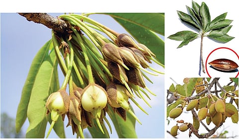 இலுப்பையும் அகநானூற்றுக் கரடிகளும் | ஆயிரம் மலர்களே மலருங்கள் 13