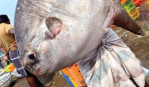 மீனவர் வலையில் சிக்கிய சூரிய மீன்.