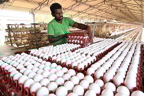 வரலாற்றில் மிக அதிகபட்சமாக நாமக்கல்லில் முட்டை கொள்முதல் விலை 595 பைசாவாக உயர்வு