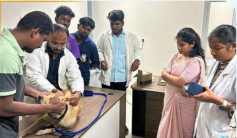 7 இடங்களில் சிறப்பு முகாம் 2,500 செல்லப் பிராணிகளுக்கு மைக்ரோ சிப் பொருத்தம்