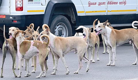 தெருவுக்கு வரும் விலங்குகள்: நாட்டுக்குப் பிரச்சினையா?
