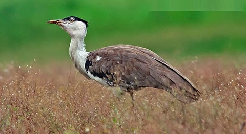 அழிவின் விளிம்பில் கானமயில் பறவை - பாதுகாக்க தமிழக அரசுக்கு வலியுறுத்தல்