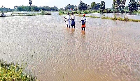 டெல்டா மாவட்டங்களில் மழைநீரில் மூழ்கி 5 லட்சம் ஏக்கர் நெற்பயிர்கள் சேதம்: பி.ஆர்.பாண்டியன் தகவல்