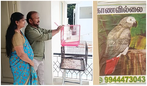 வெளிநாட்டு கிரே பேரட் மாயம் -  நாமக்கல்லில் போஸ்டர் அடித்து தேடும் எல்ஐசி ஊழியர்!