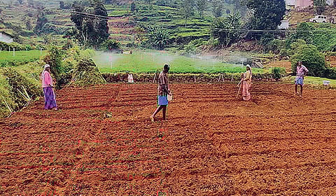 ஊட்டி அருகே சோலூர் பகுதியில் பூண்டு விதைப்புப் பணியில் ஈடுபட்ட விவசாயிகள். 