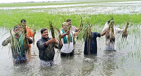 நாகை மாவட்டம் தலைஞாயிறு ஒண்ணாம் சேத்தி பகுதியில் விளைநிலத்தில் தண்ணீர் தேங்கியதால் அழுகிய நெற்பயிர்கள்.