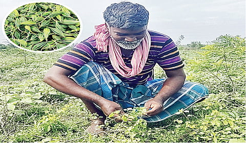 கரிசல் காட்டில் விதைக்காமல் விளையும் அதலைக்காய்