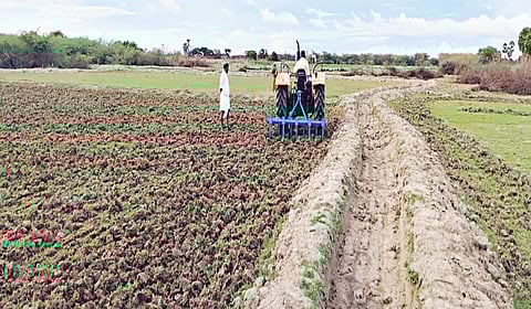 வயல்களில் நடைபெறும் உழவுப் பணி.