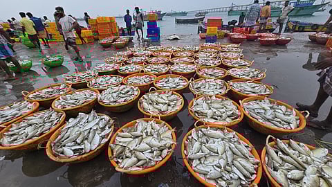 ஓரா மீன்