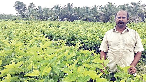 விருதுநகர்​ அரு​கே அழகாபுரி​யில்​ மல்​பெரி தோட்​டத்​தில்​ ரமேஷ்.