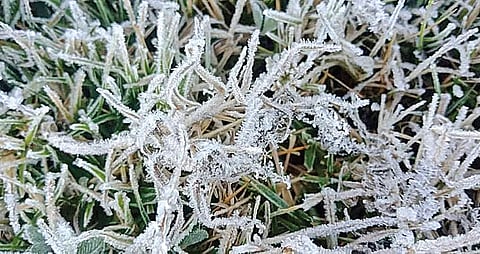 கொடைக்கானலில் பசுமையான புல்வெளியில் வெண்பட்டு போர்த்தியது போல் காணப்படும் உறைபனி.