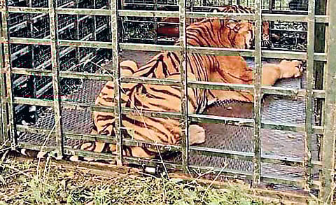 நீலகிரி மாவட்டம் முதுமலை அருகேயுள்ள மாவனல்லா பகுதியில் கூண்டில் சிக்கிய புலி.