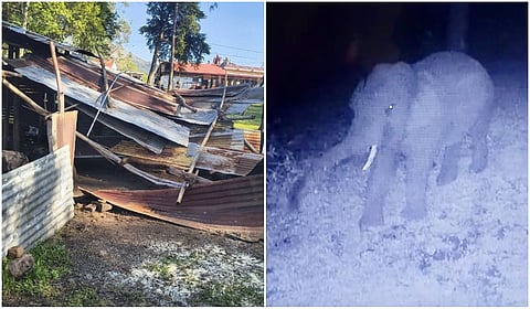 கொடைக்கானல் தாண்டிக்குடியில் முருகன் கோயில் அன்னதான கூடத்தை சேதப்படுத்திய காட்டு யானைகள்!