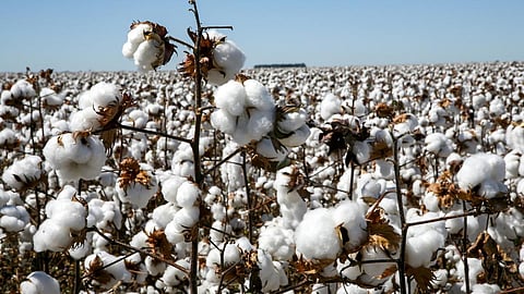 நாடு முழுவதும் ஒரு கோடி பேல் பருத்தி தரம் குறைவு: புதிய நெருக்கடியால் இந்திய ஜவுளித் தொழிலில் பாதிப்பு