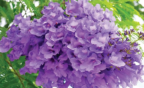 காணாமல் ஆக்கப்பட்ட ஜகராண்டா மலர்கள் | வாசகர் படைப்பு