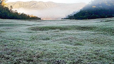 அவலாஞ்சியில் உறைபனியின் தாக்கம் அதிகரித்து வெண் நிறமாகக்  காட்சியளித்த புல்வெளி.