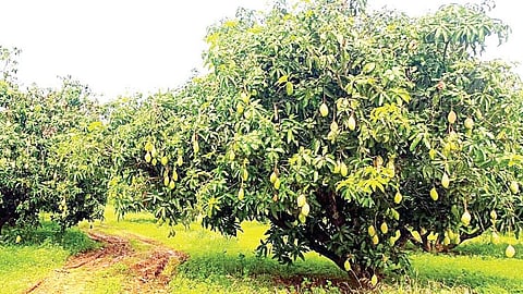 கிருஷ்ணகிரி, போச்சம்பள்ளி பகுதியில் இடைப்பருவ மா மகசூல் அதிகரிப்பு