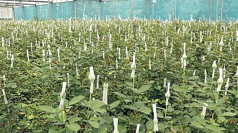 ஓசூர் அருகே பாகலூரில் உள்ள பசுமைக் குடிலில் அறுவடைக்கு தயாராக உள்ள வெள்ளை ரோஜாக்கள்.