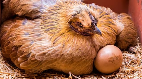 கோழி மணலில் அடைகாப்பது ஏன்? | டிங்குவிடம் கேளுங்கள்