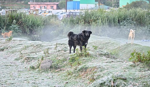 இடம்: ஊட்டி |&nbsp;படம்: சத்யமூர்த்தி