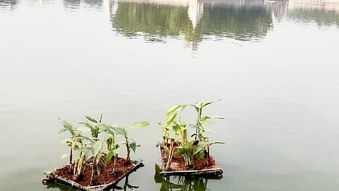 மதுரை வண்டியூர் தெப்பக்குளத்தில் கல்வாழைகளை மிதக்க விட்டு தண்ணீரை சுத்தப்படுத்தும் பணி!